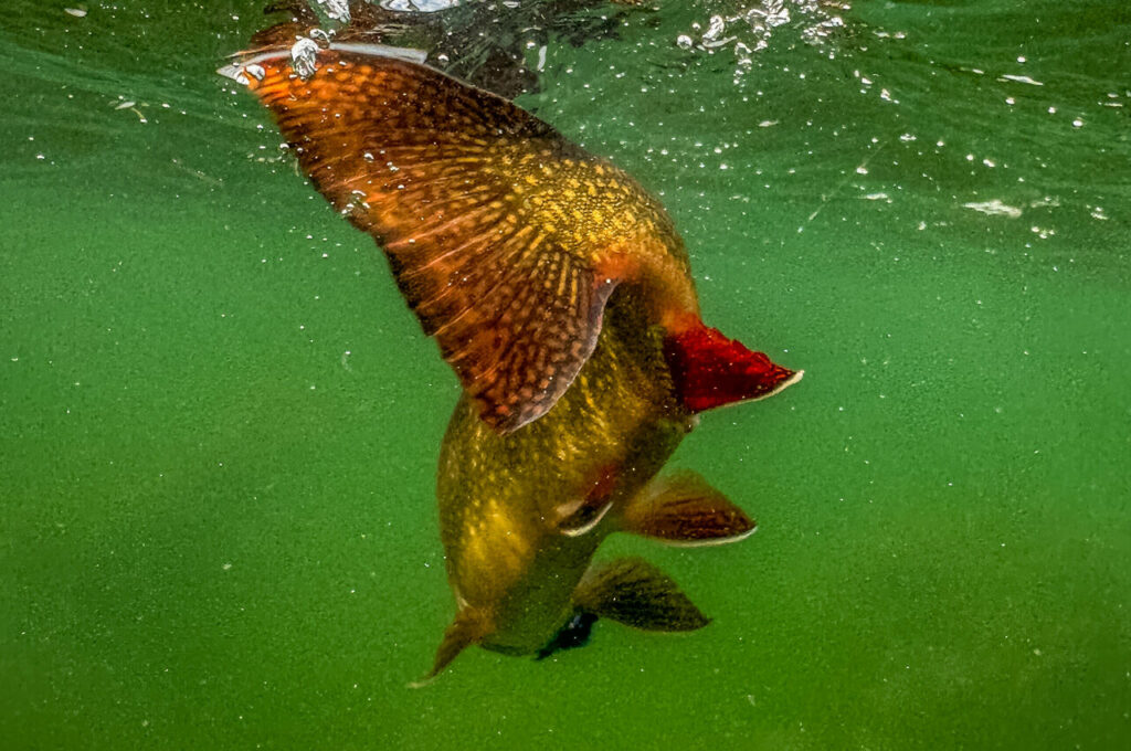 argentina-waters-programs-trout